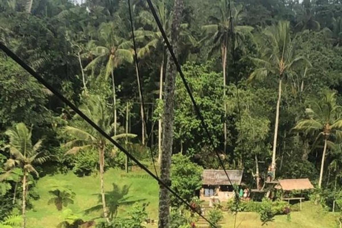 uma casa no meio de uma floresta verdejante