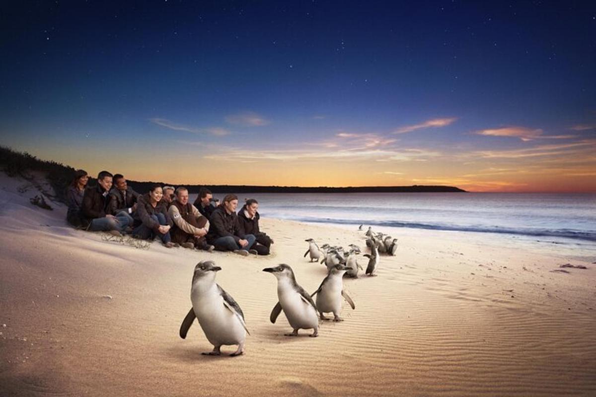 sekumpulan penguin berjalan di pantai