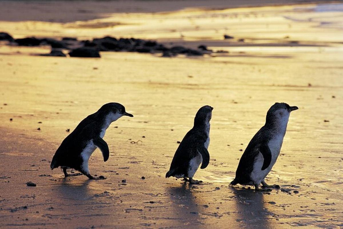 浜辺を歩く3羽のペンギン