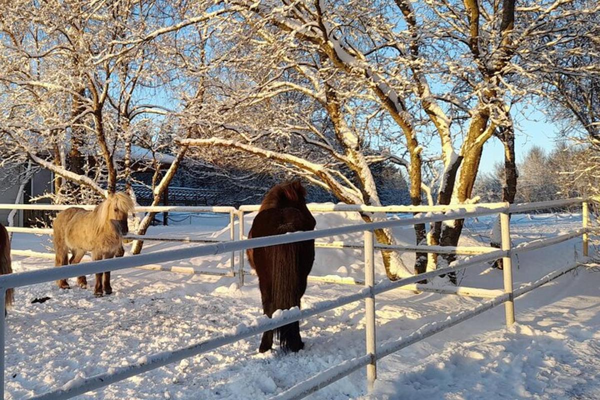 Dos animales parados detrás de una valla en la nieve.