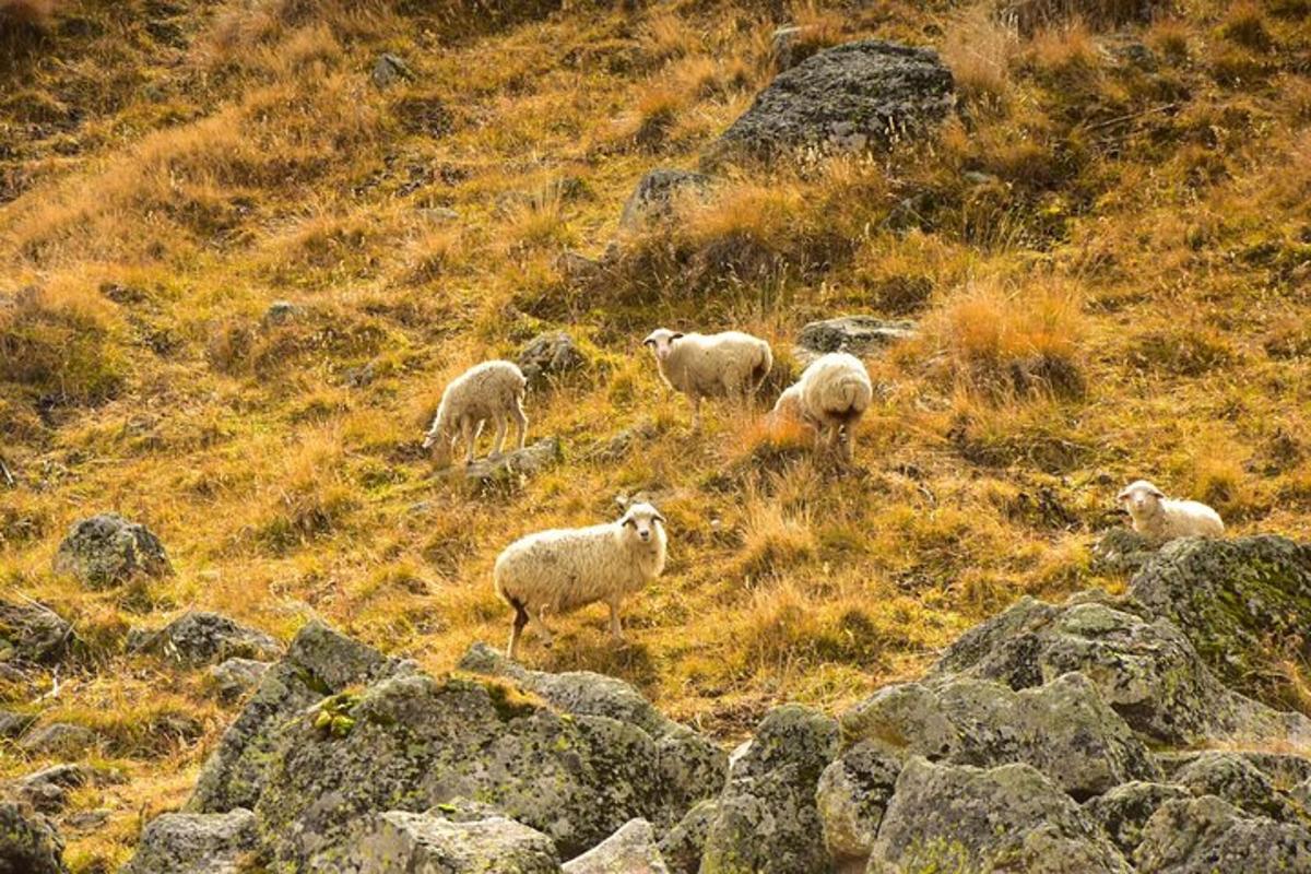 Lankytinos vietos ar pramogos nuotrauka numeris 7