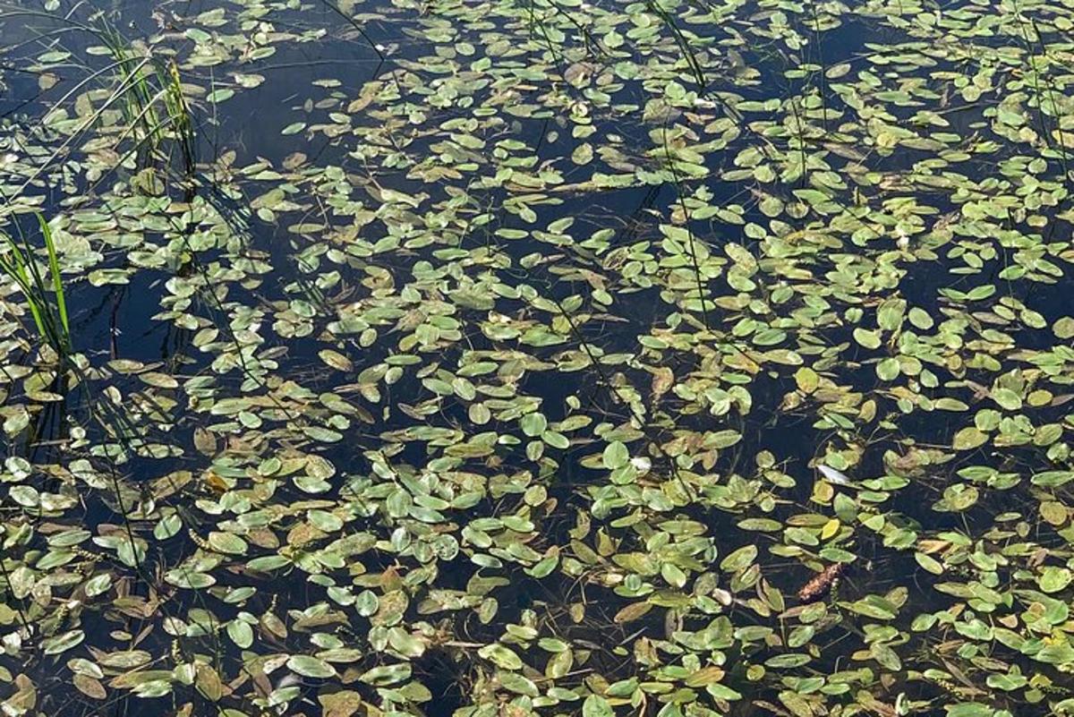 un mucchio di foglie verdi in uno specchio d'acqua