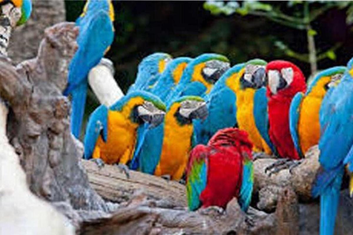 un groupe de perroquets colorés assis sur une branche