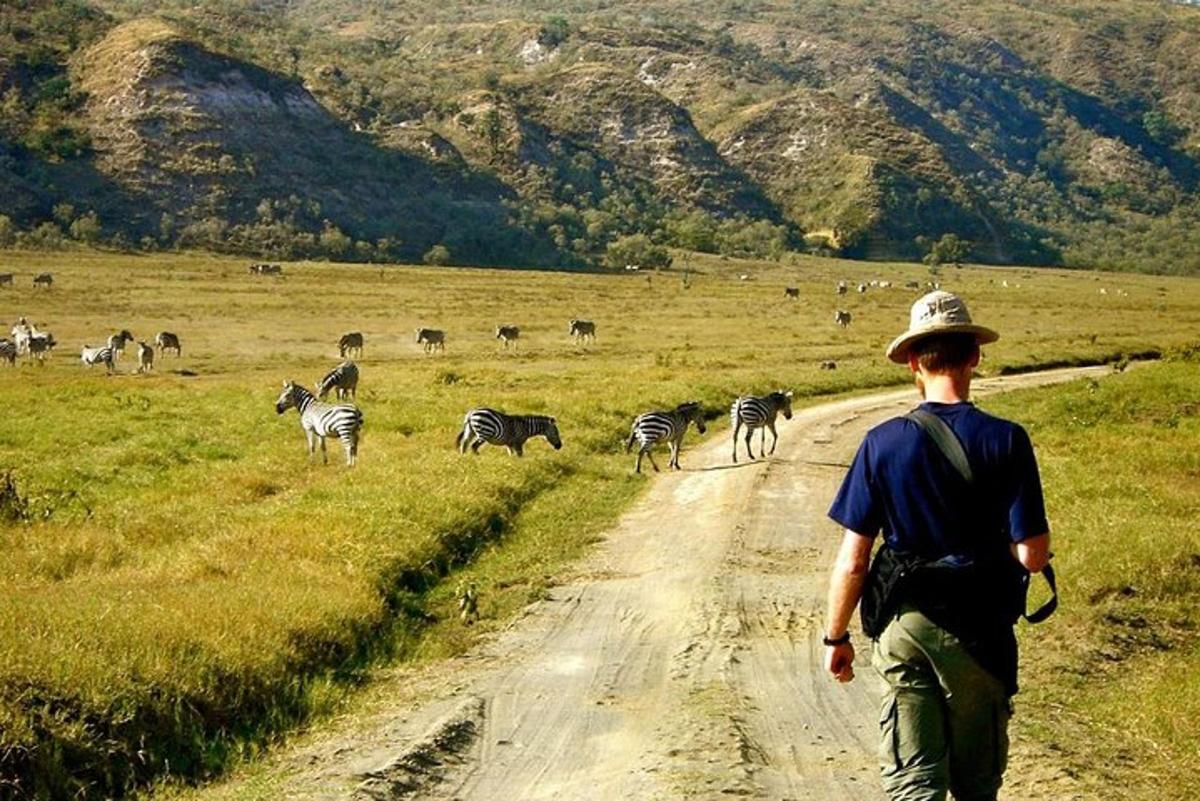 um menino caminhando por uma estrada de terra com uma manada de zebras