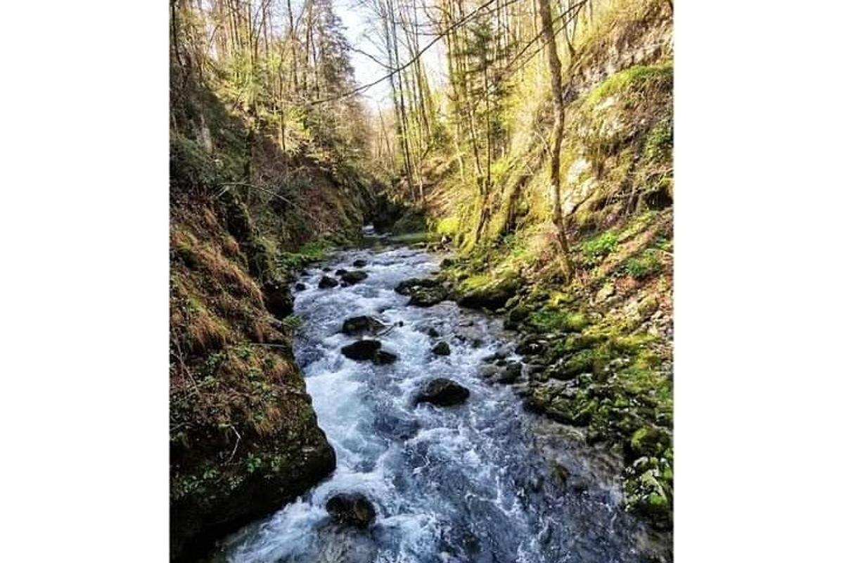 un fiume in mezzo a una foresta