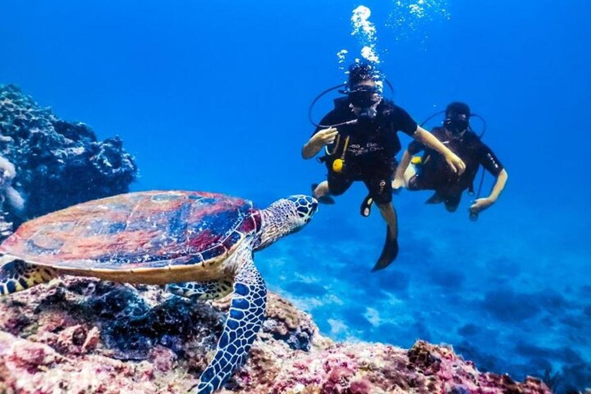 una tortuga i un bussejador a l'aigua