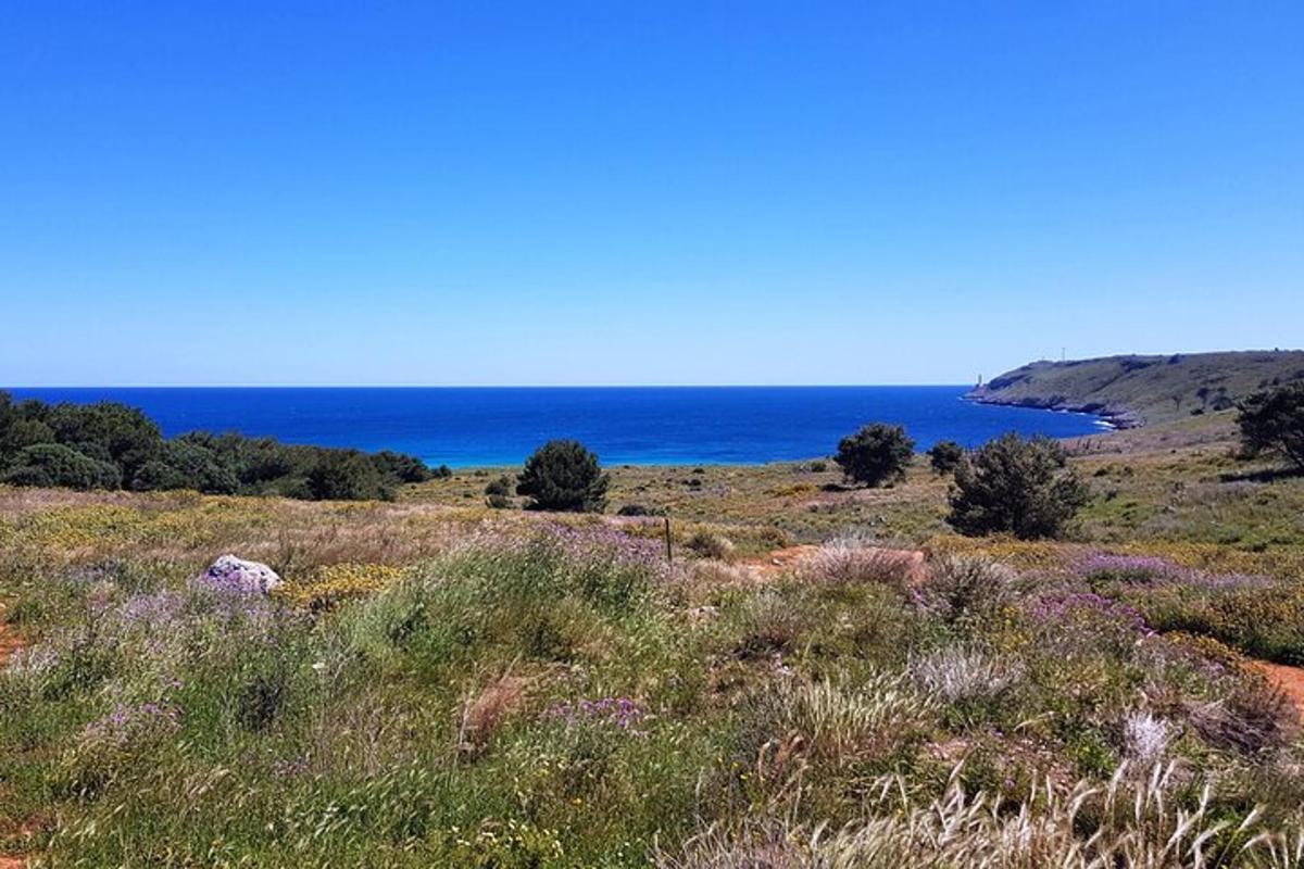 ένα χωράφι με γρασίδι με φόντο τον ωκεανό