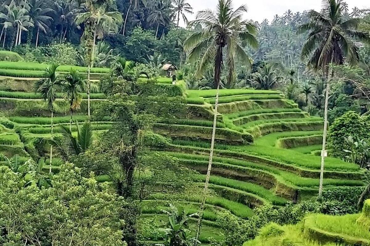 một cánh đồng xanh tươi với những cây cọ trên đồi