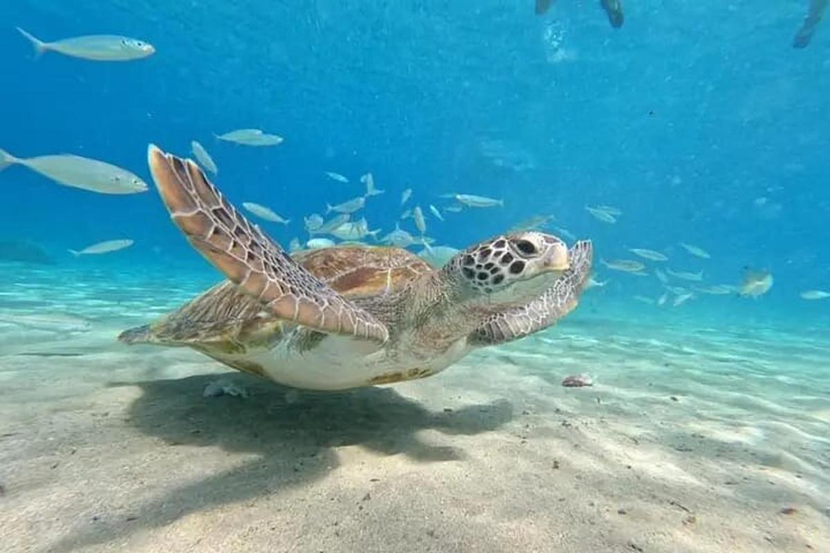 a green sea turtle swimming in the water