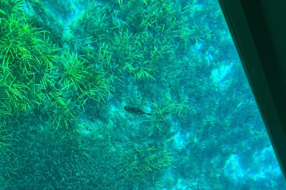 a view of a reef with a fish in the water