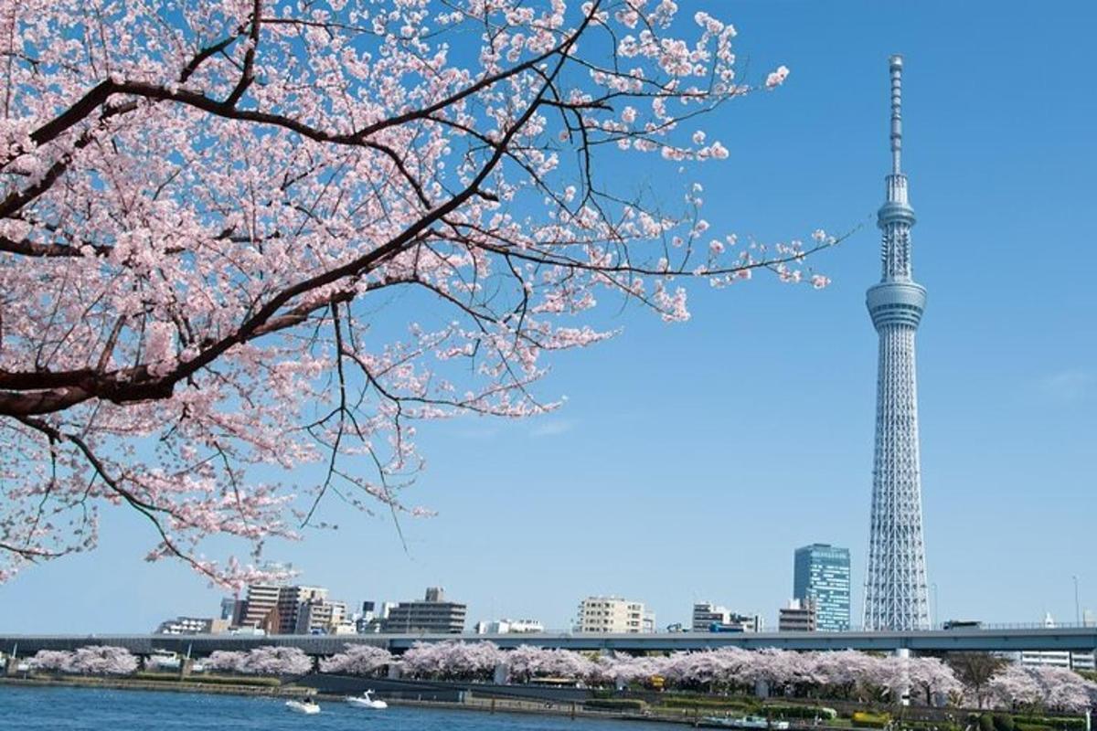 pokok bunga sakura dengan latar belakang menara tokyo