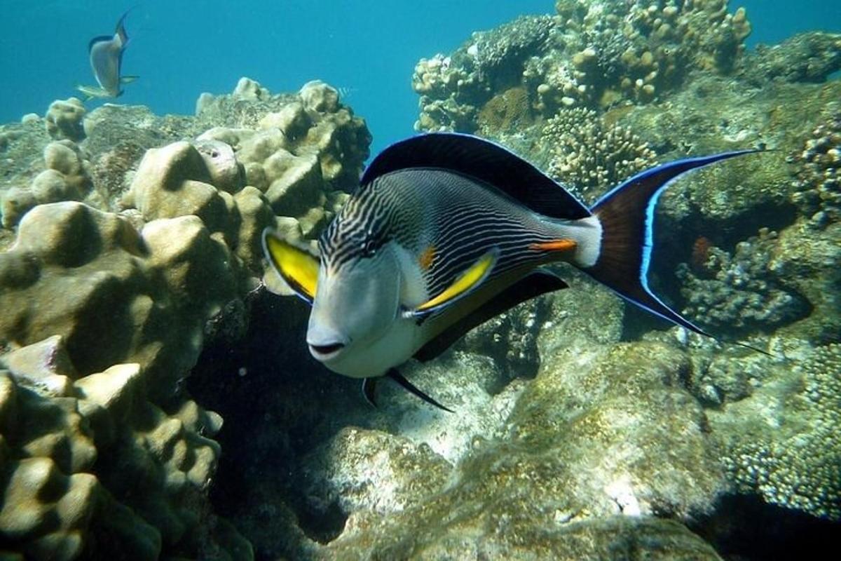 en fisk som svømmer i havet på revet