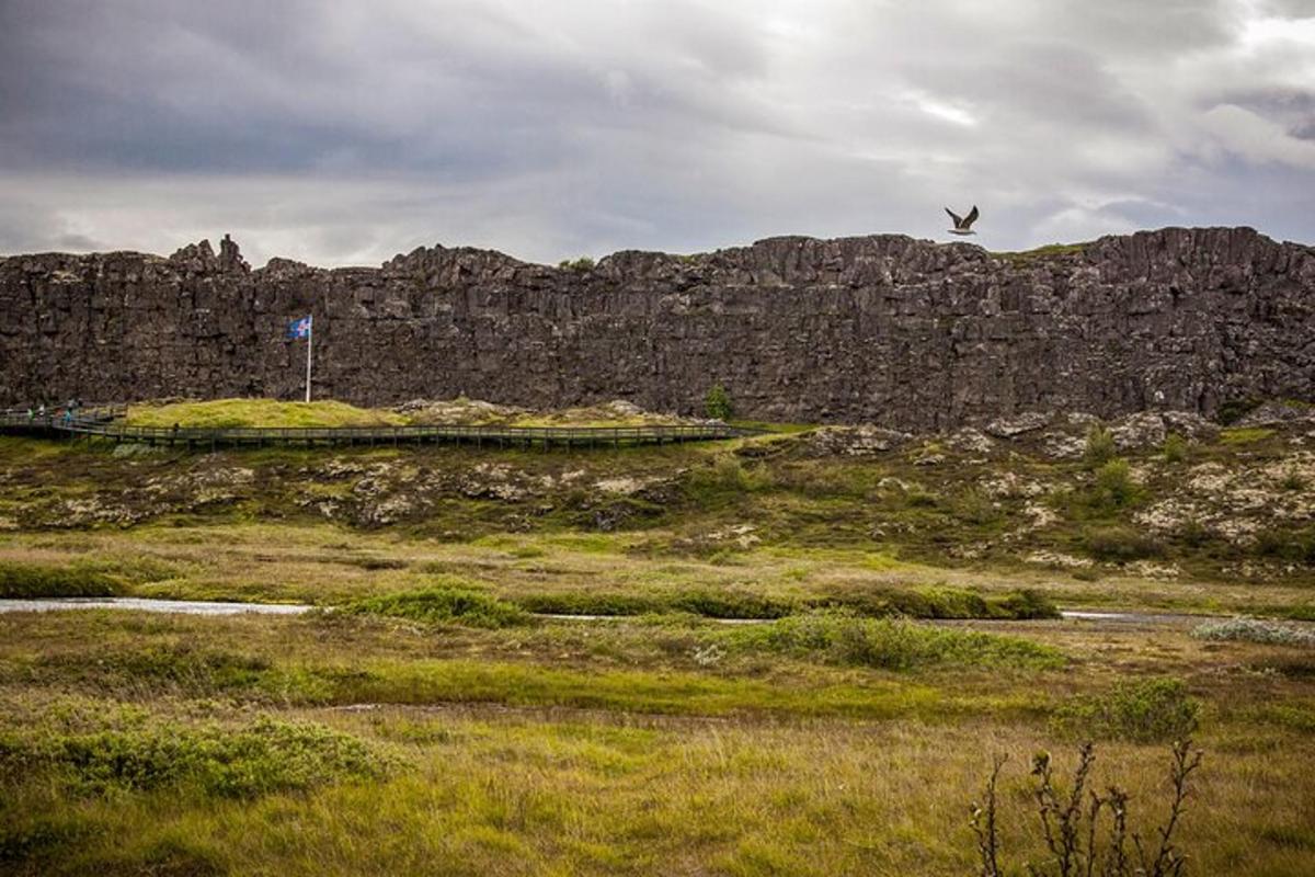a bird flying over a field with a rock wall