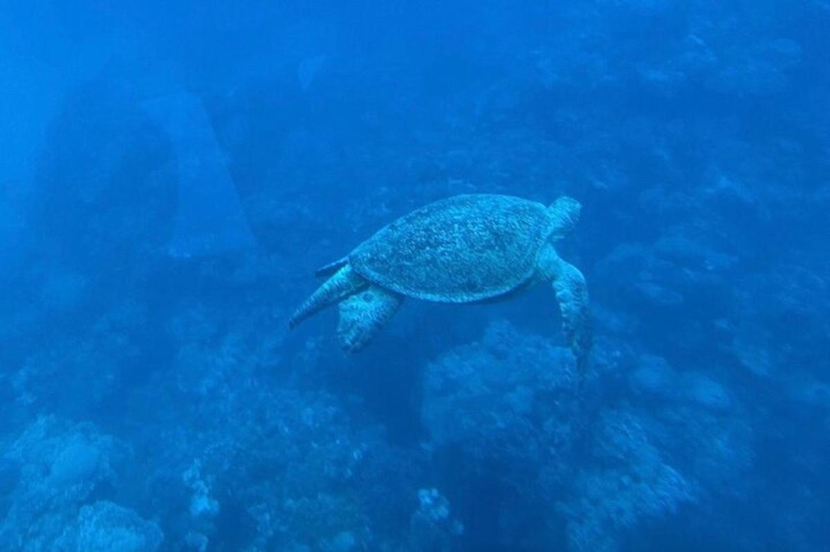 zelena želva plava v oceanu