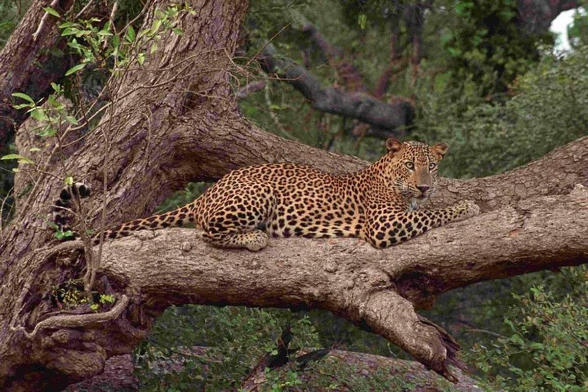 un lleopard estirat en una branca d'arbre