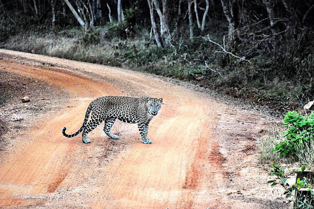 un lleopard caminant per un camí de terra