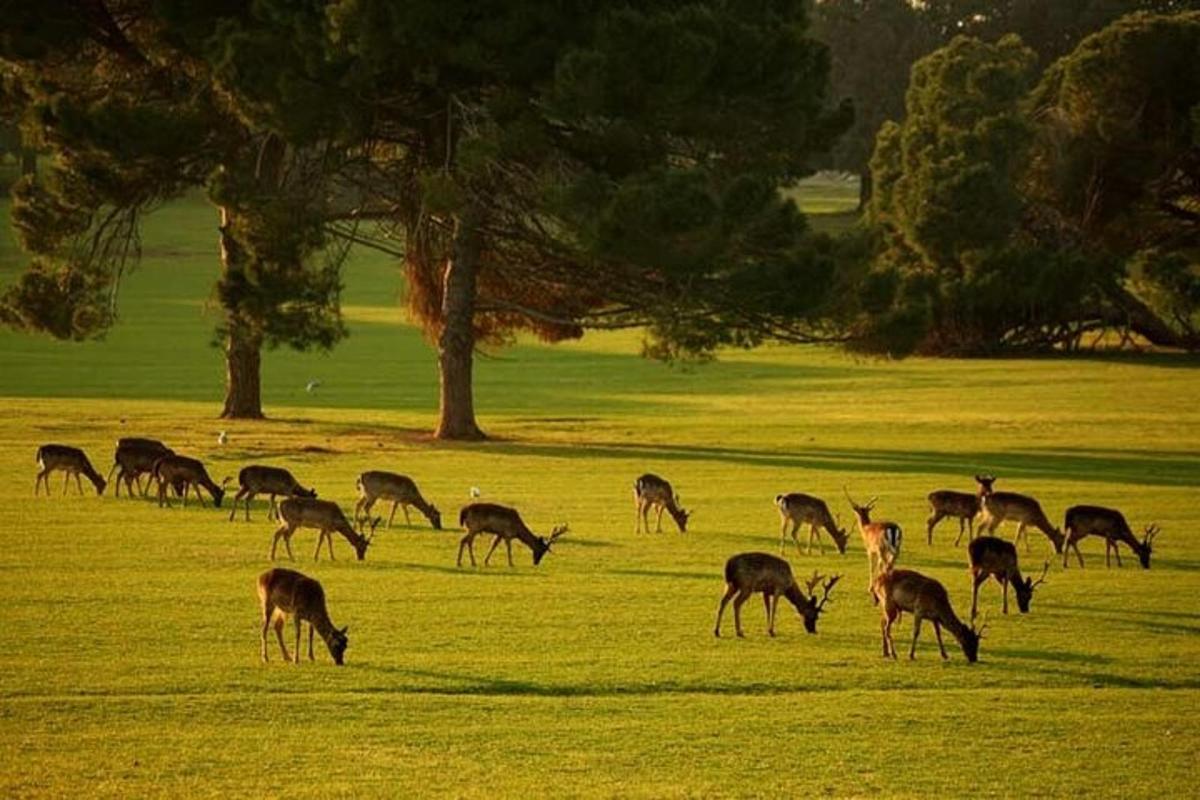 a herd of deer grazing in a field