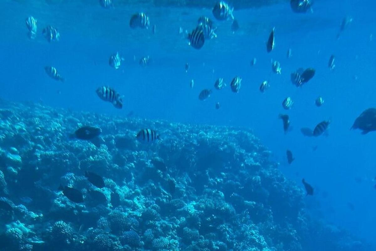 skupina ryb plavajících v oceánu