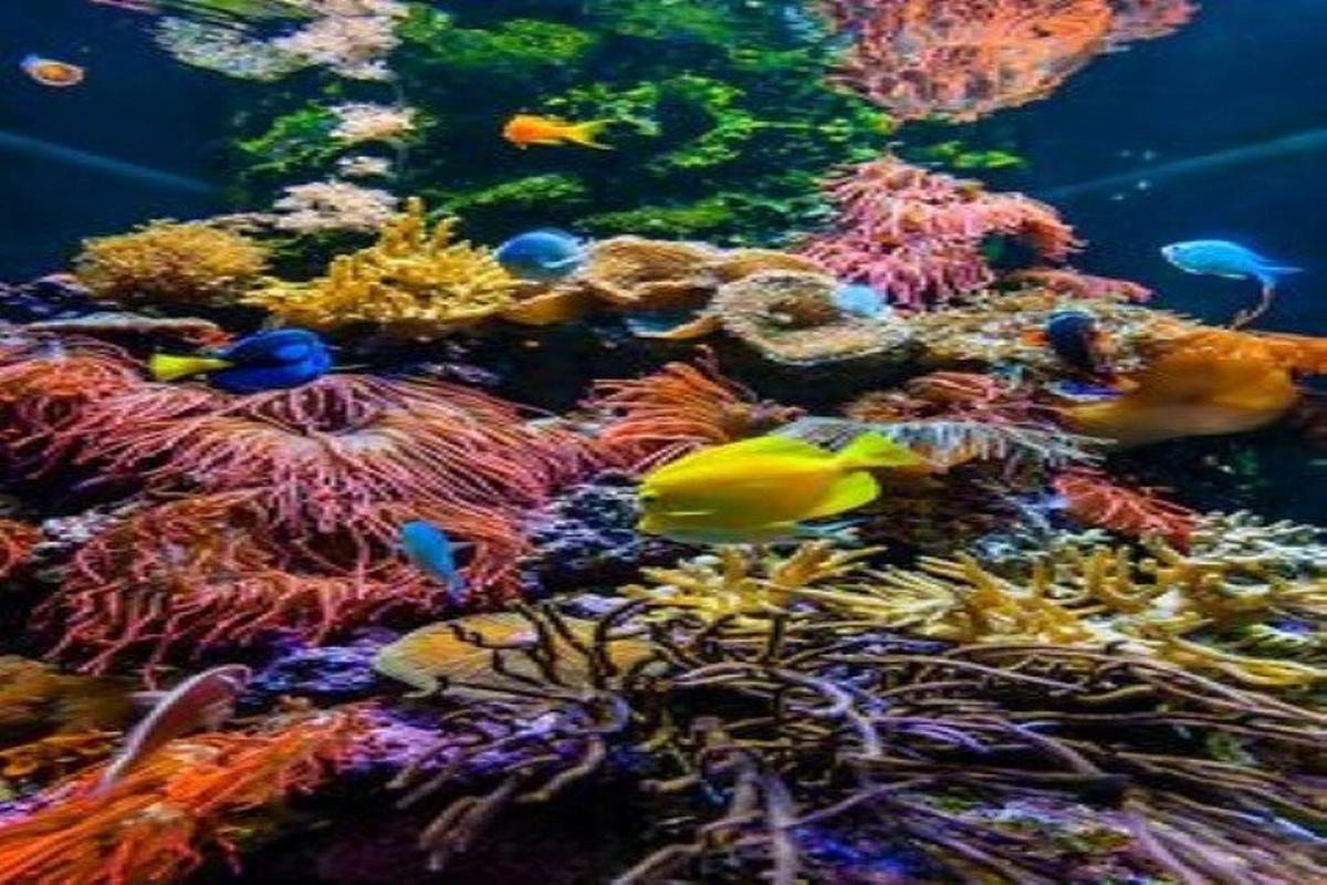 een aquarium vol met veel vissen en koraal