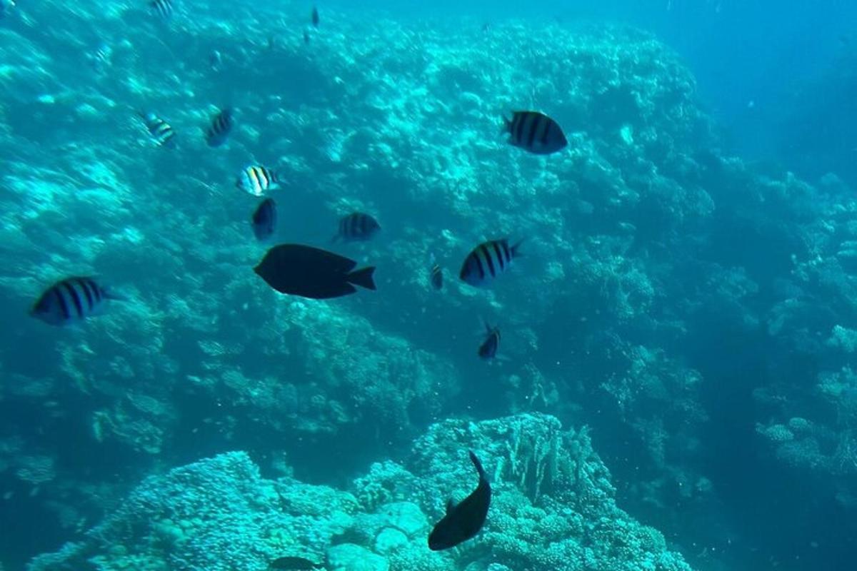 een groep vissen die in de oceaan zwemmen