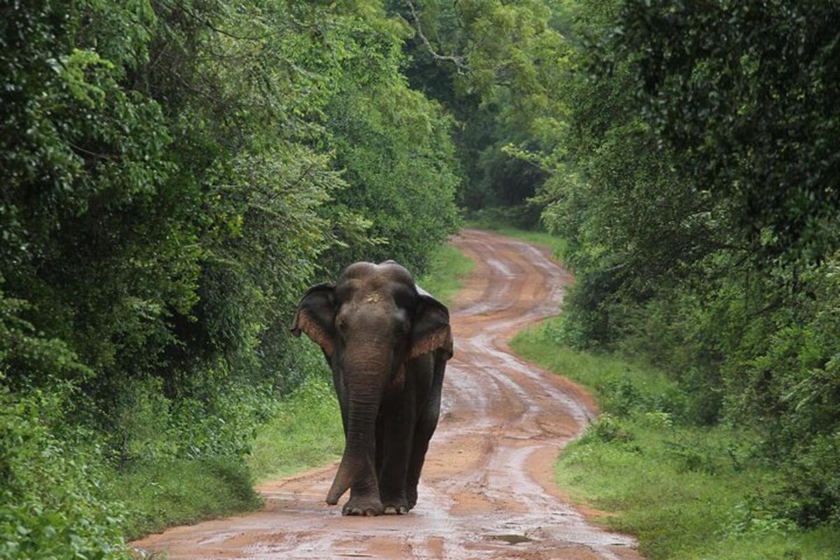 un elefant caminant per un camí de terra