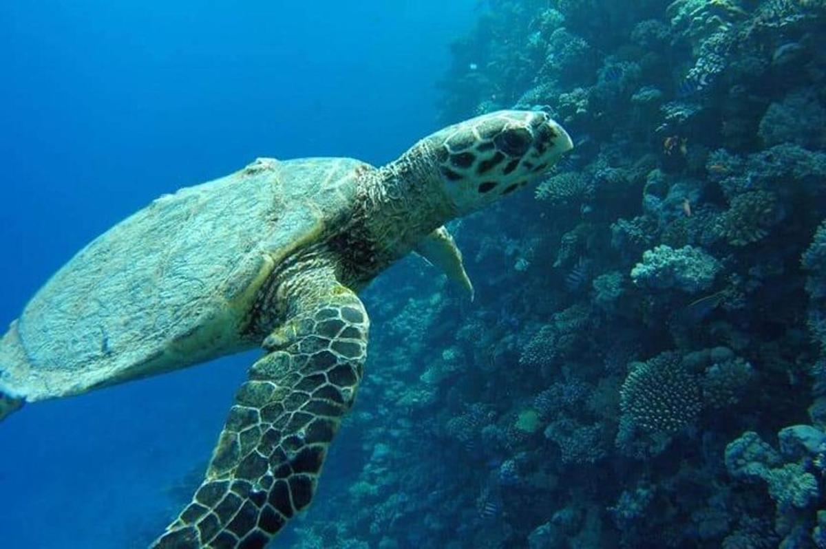 o broască țestoasă verde înotând în ocean