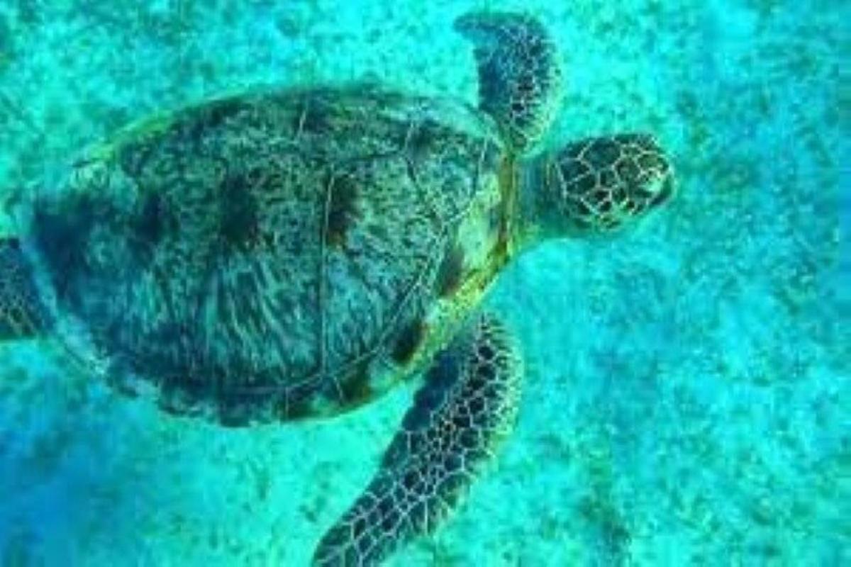 una tortuga verda nedant a l'aigua