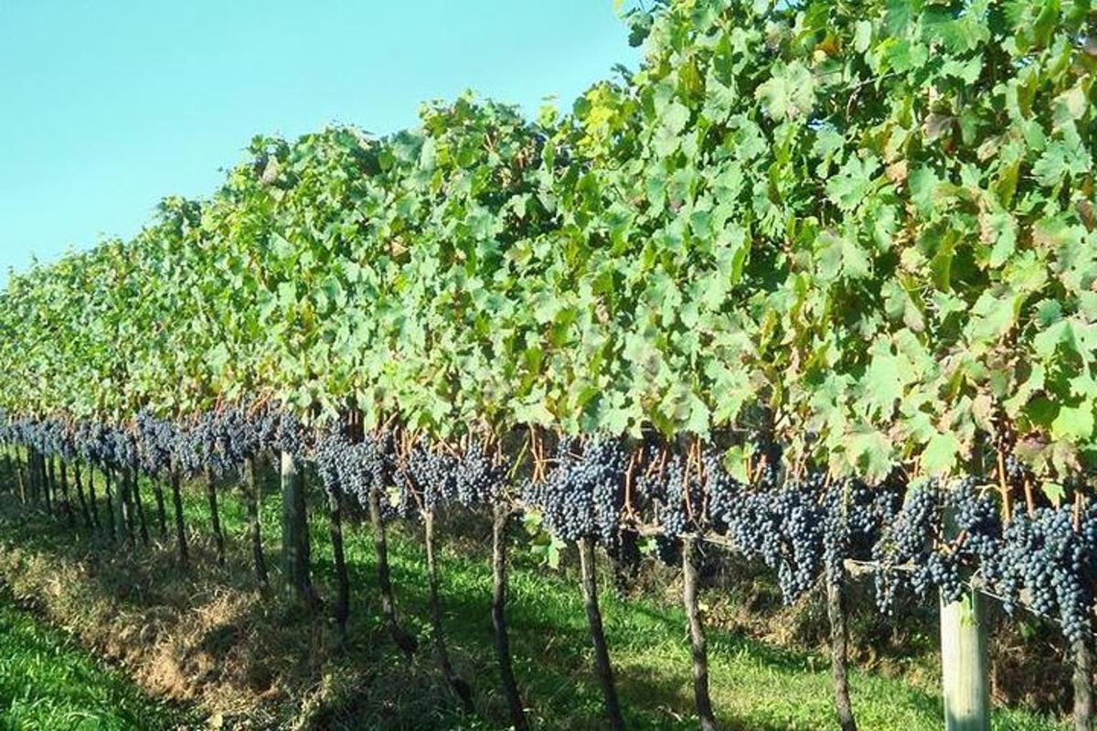 a row of grape vines in a field