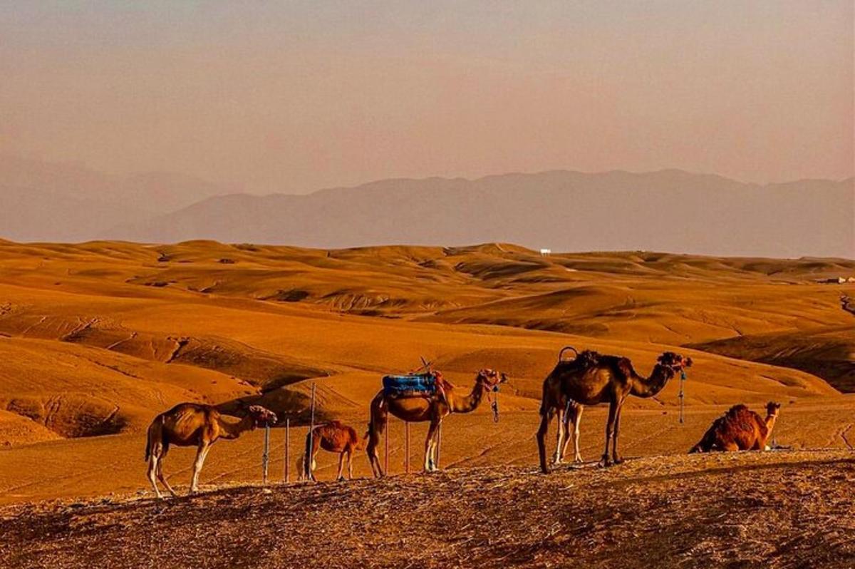 a group of camels standing on a hill in the desert