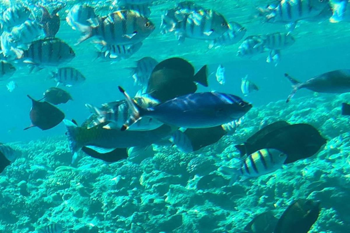eine Gruppe von Fischen, die im Wasser schwimmen