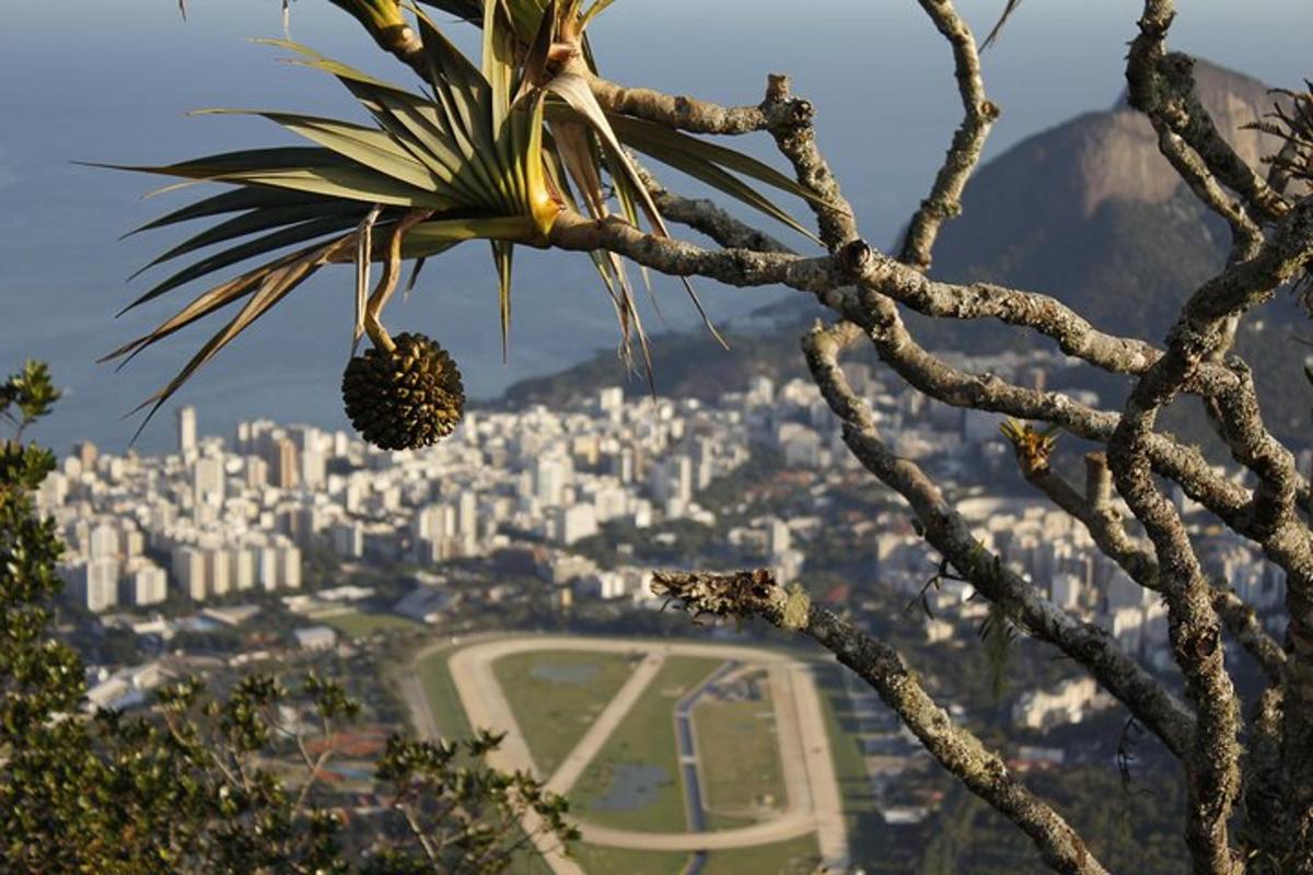 ananas visící ze stromu před městem