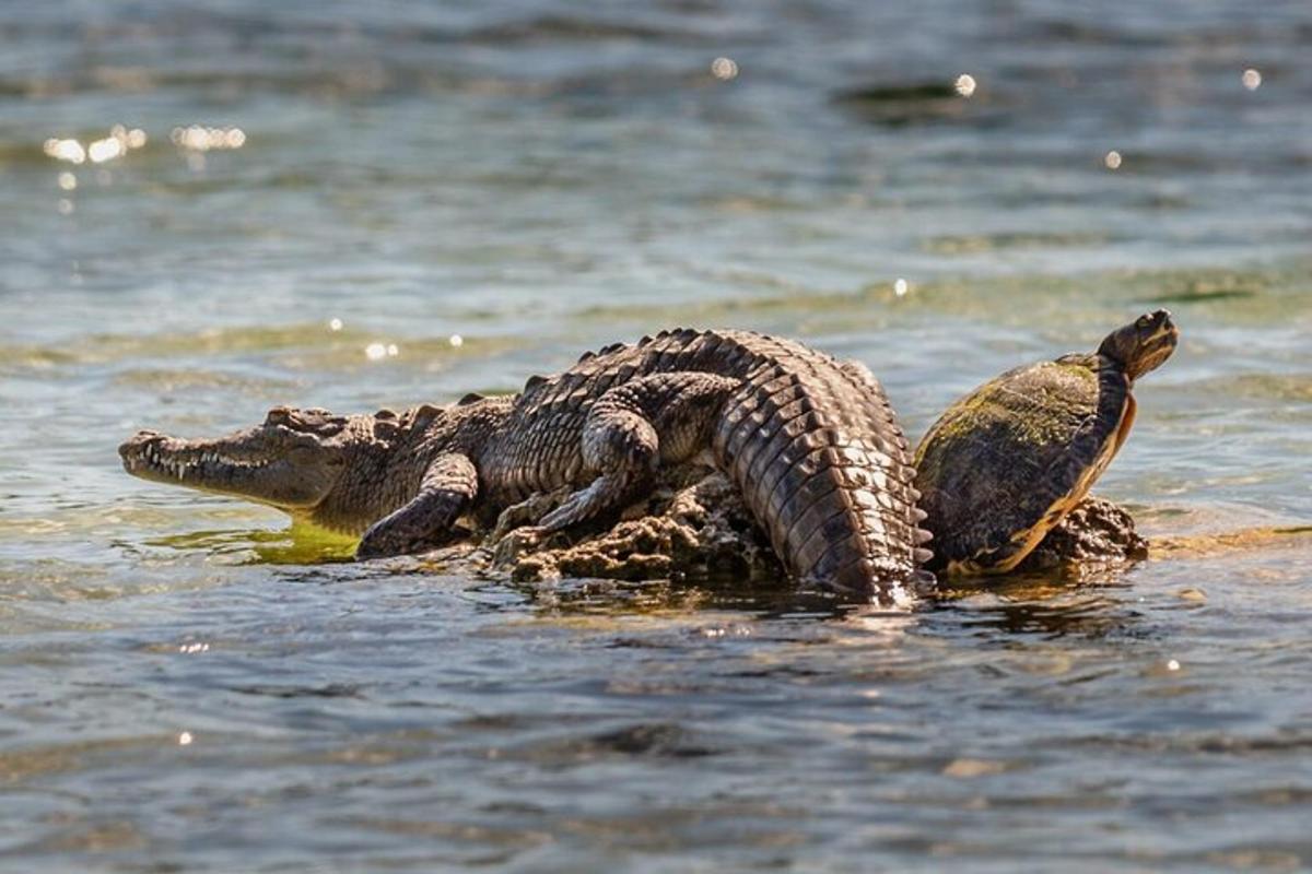un coccodrillo e una tartaruga nell'acqua