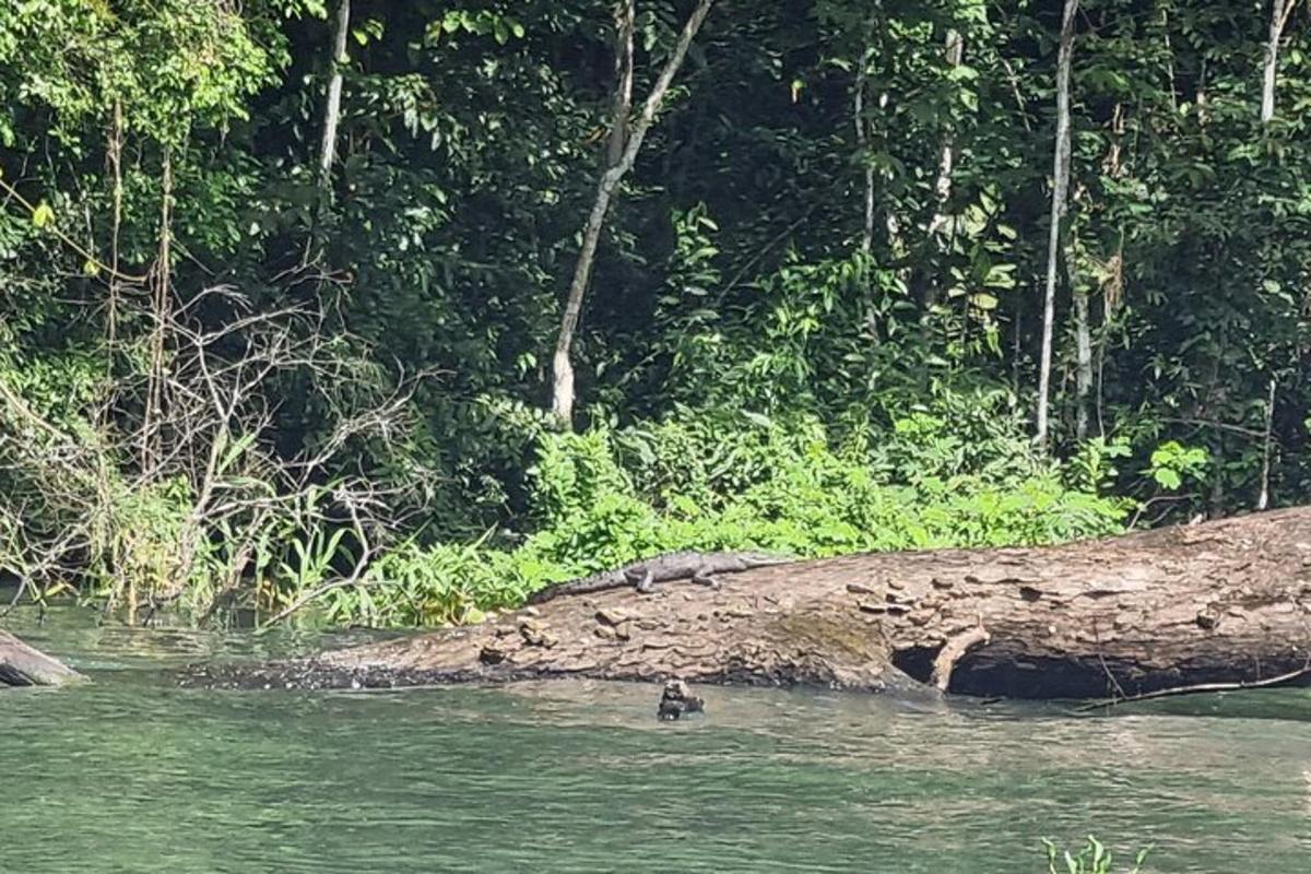 un'anatra che nuota in un fiume vicino a una foresta
