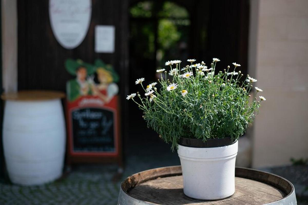 盆栽植物放在桶顶上