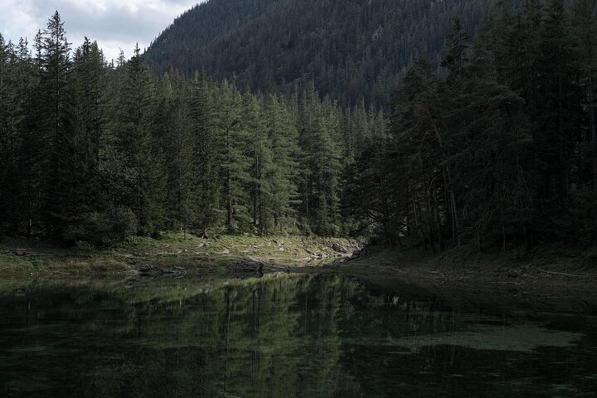 un râu în mijlocul unei păduri cu copaci
