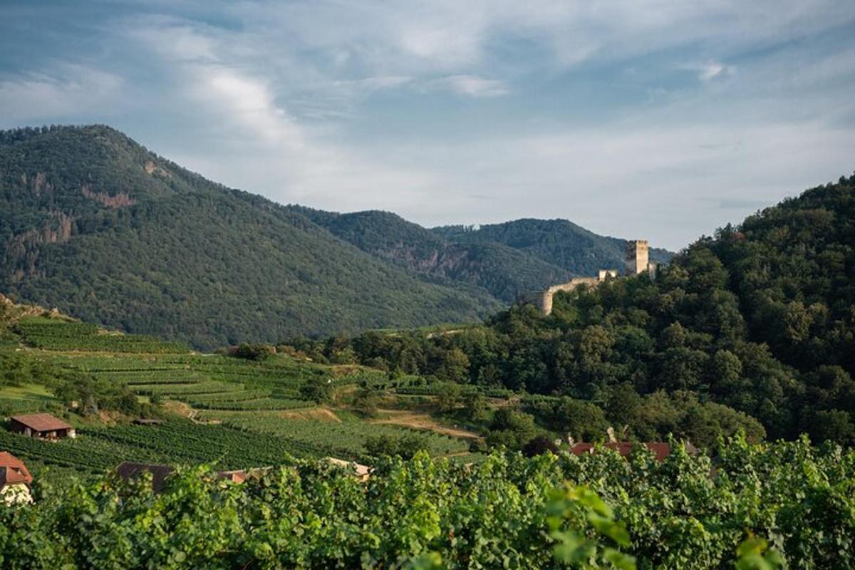 pogled na vinograd z gradom na gori