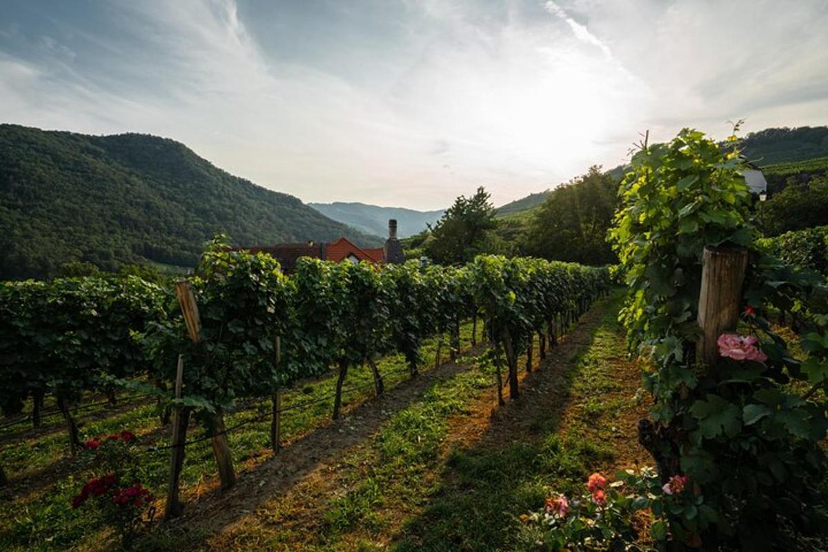 vrsta trt v vinogradu na hribu