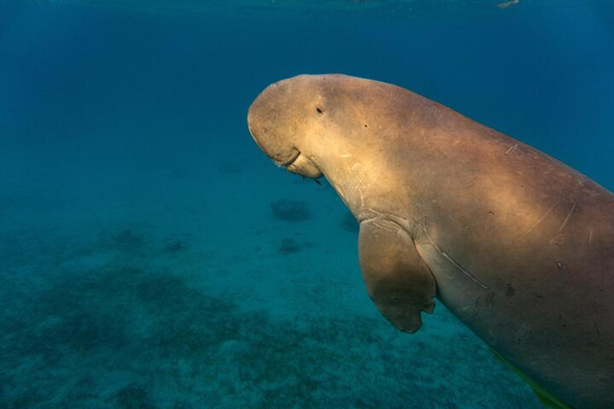 un león marino nadando en el agua