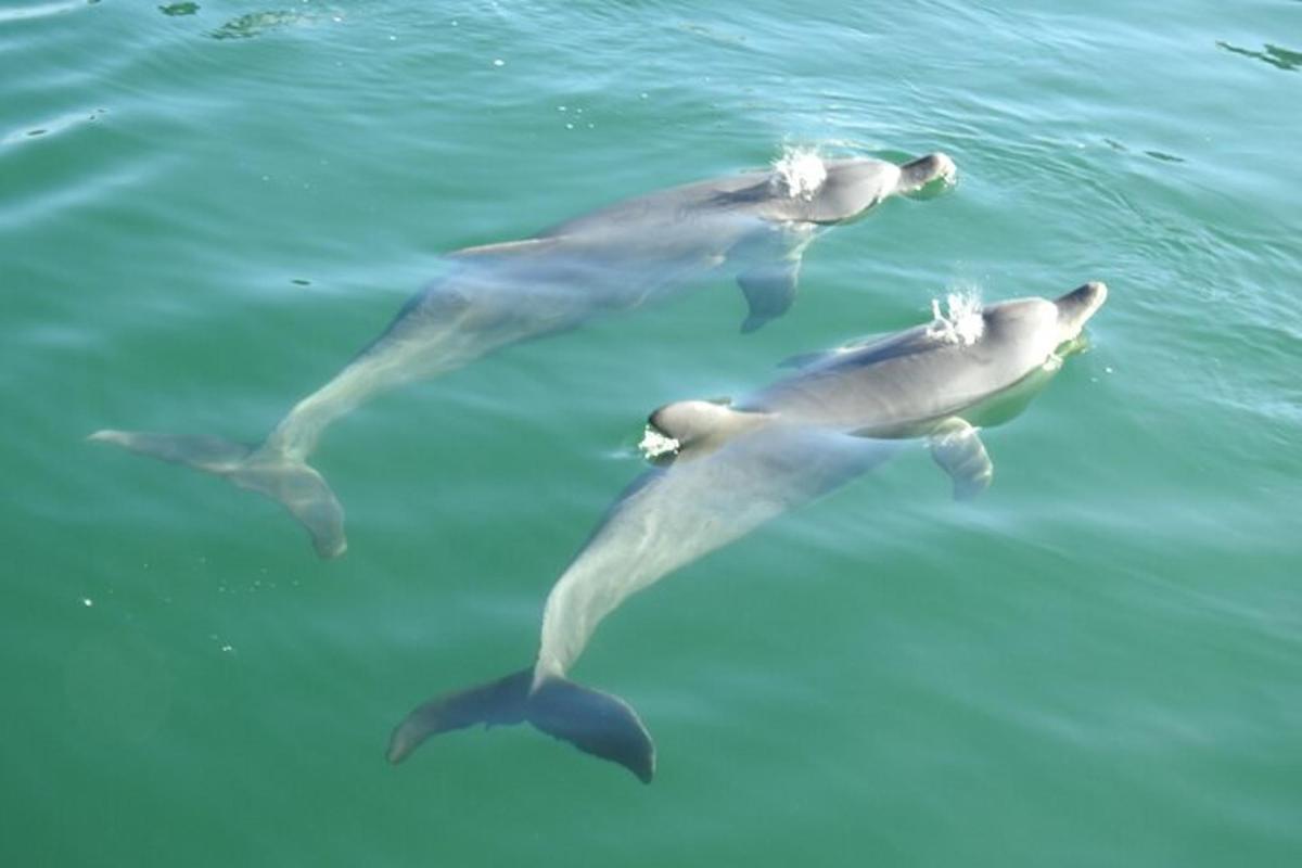 a group of dolphins swimming in the water