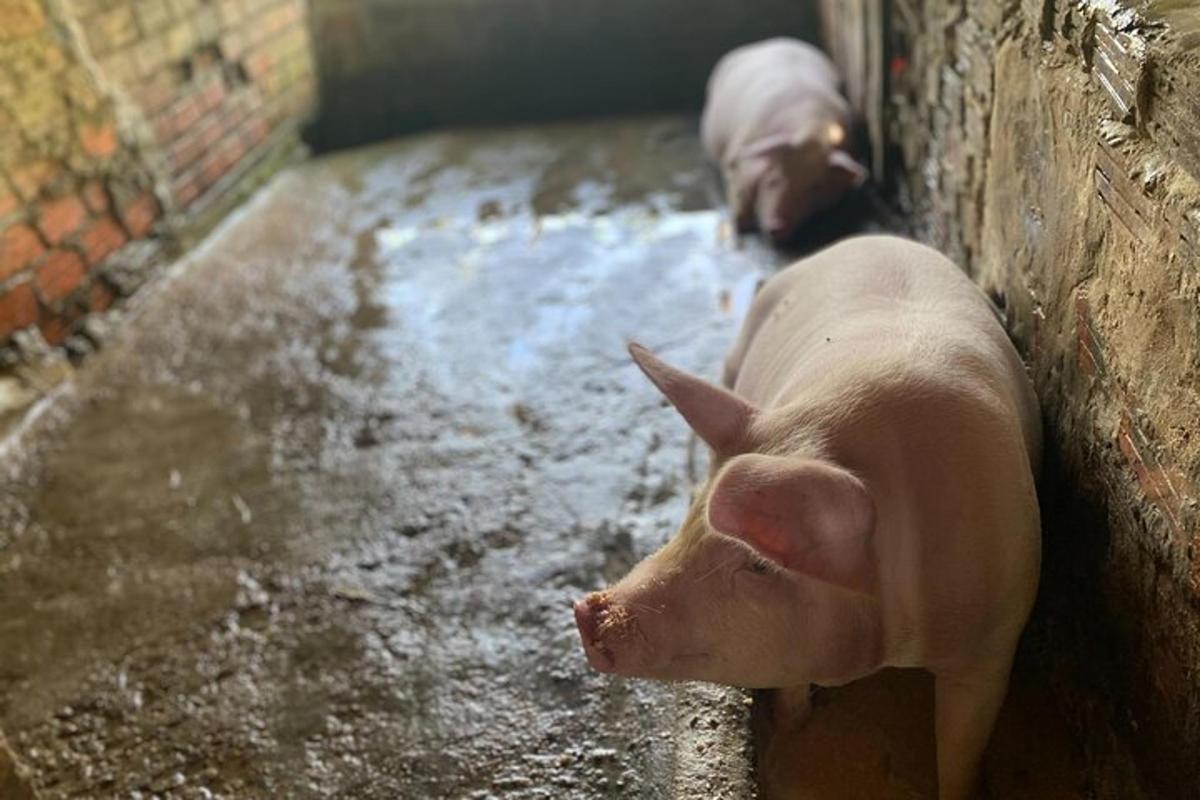 due maiali sono in piedi accanto a un muro