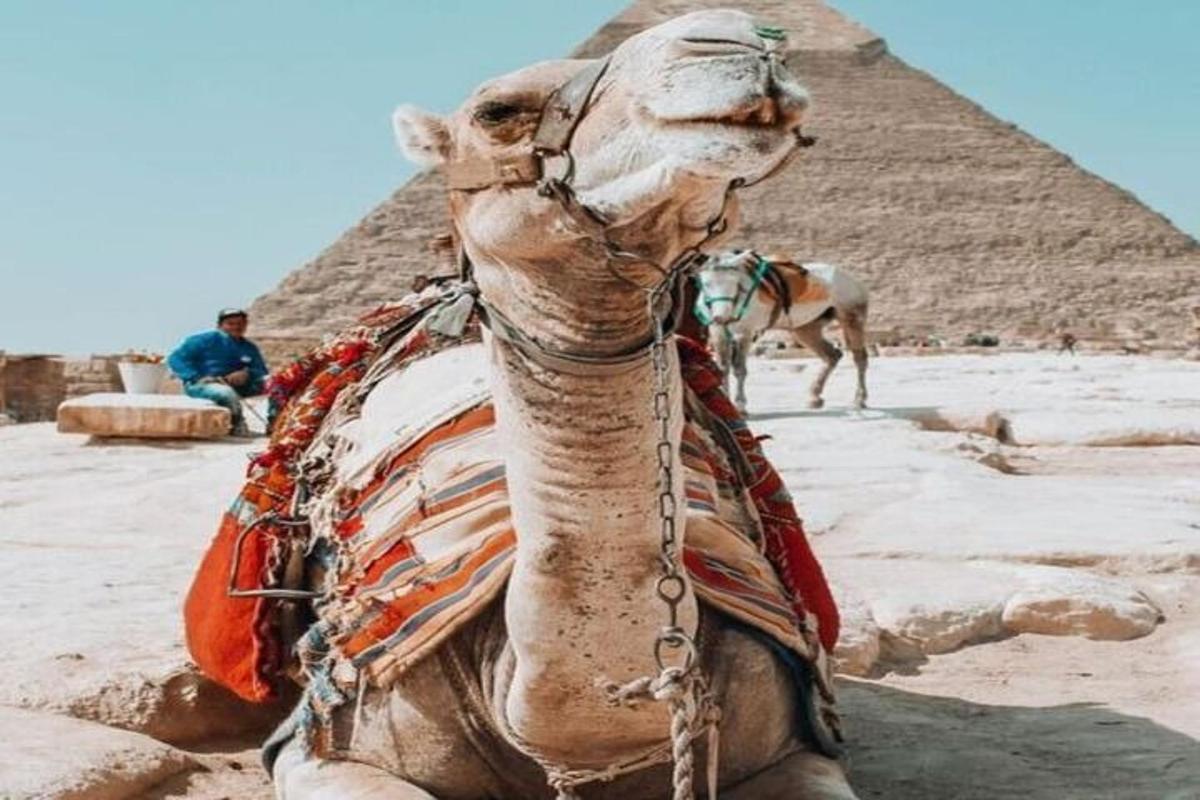 velbloud sedící před pyramidami