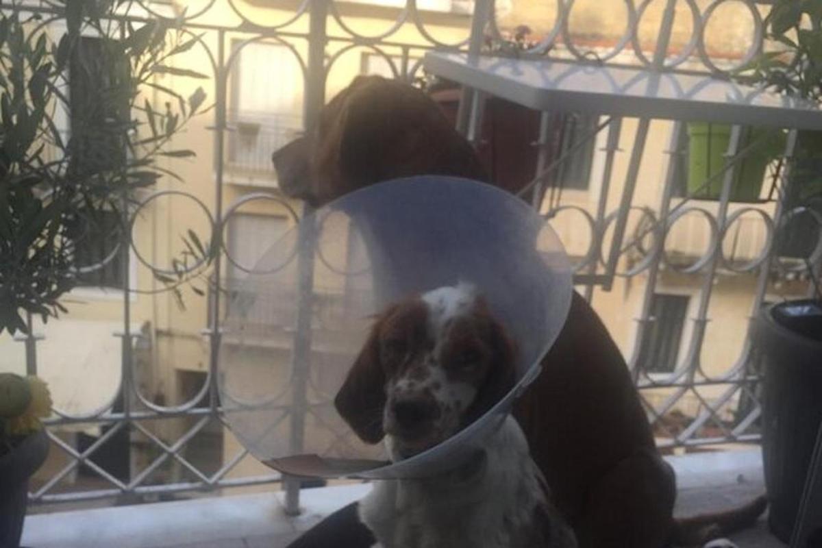 un cane si guarda riflesso in uno specchio