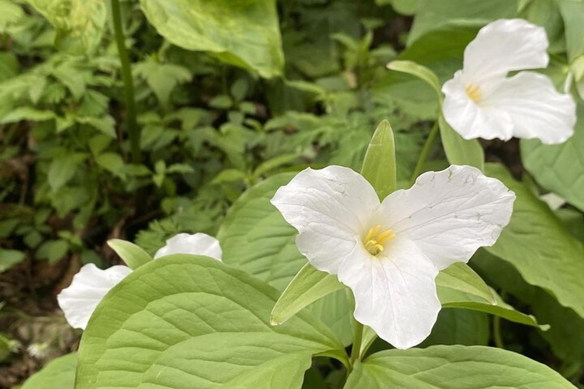 sekumpulan bunga putih dengan daun hijau