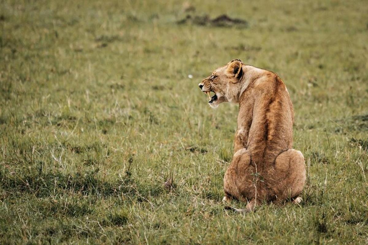 um leão sentado em um campo de grama