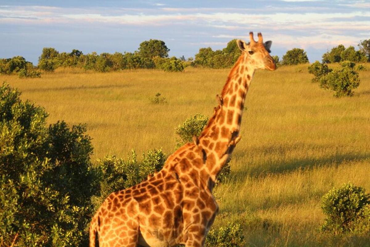 una giraffa in piedi in mezzo a un campo