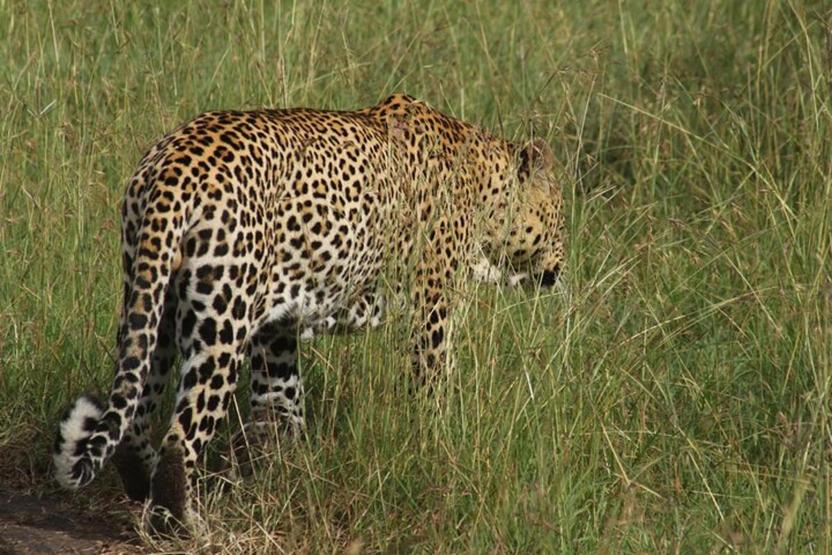 un leopardo in piedi in un campo di erba alta