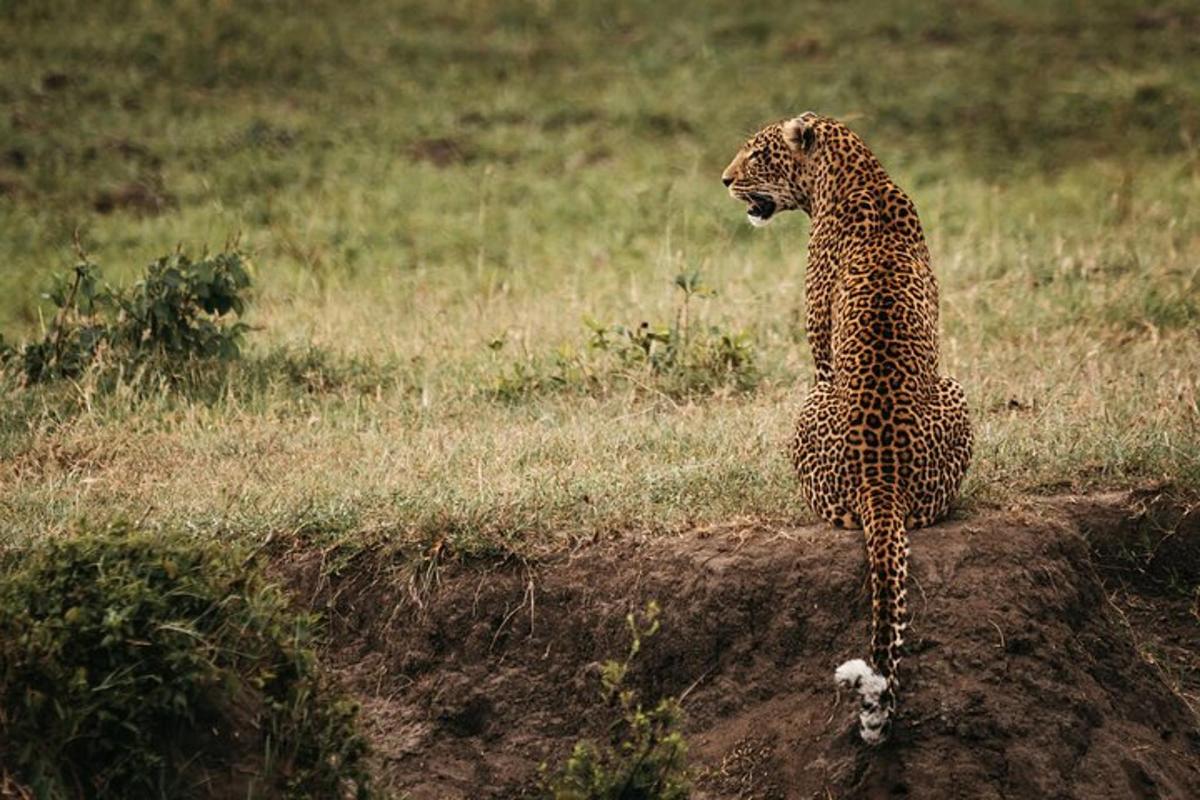 seekor cheetah duduk di atas batu di ladang