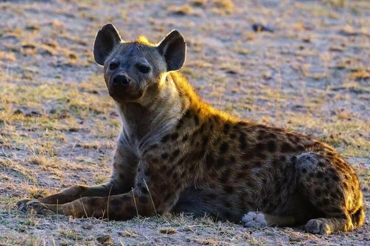 hyena ležící na zemi v poli
