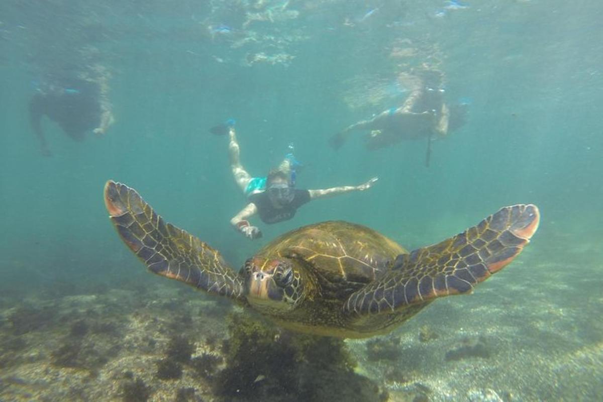 a person swimming next to a turtle in the water