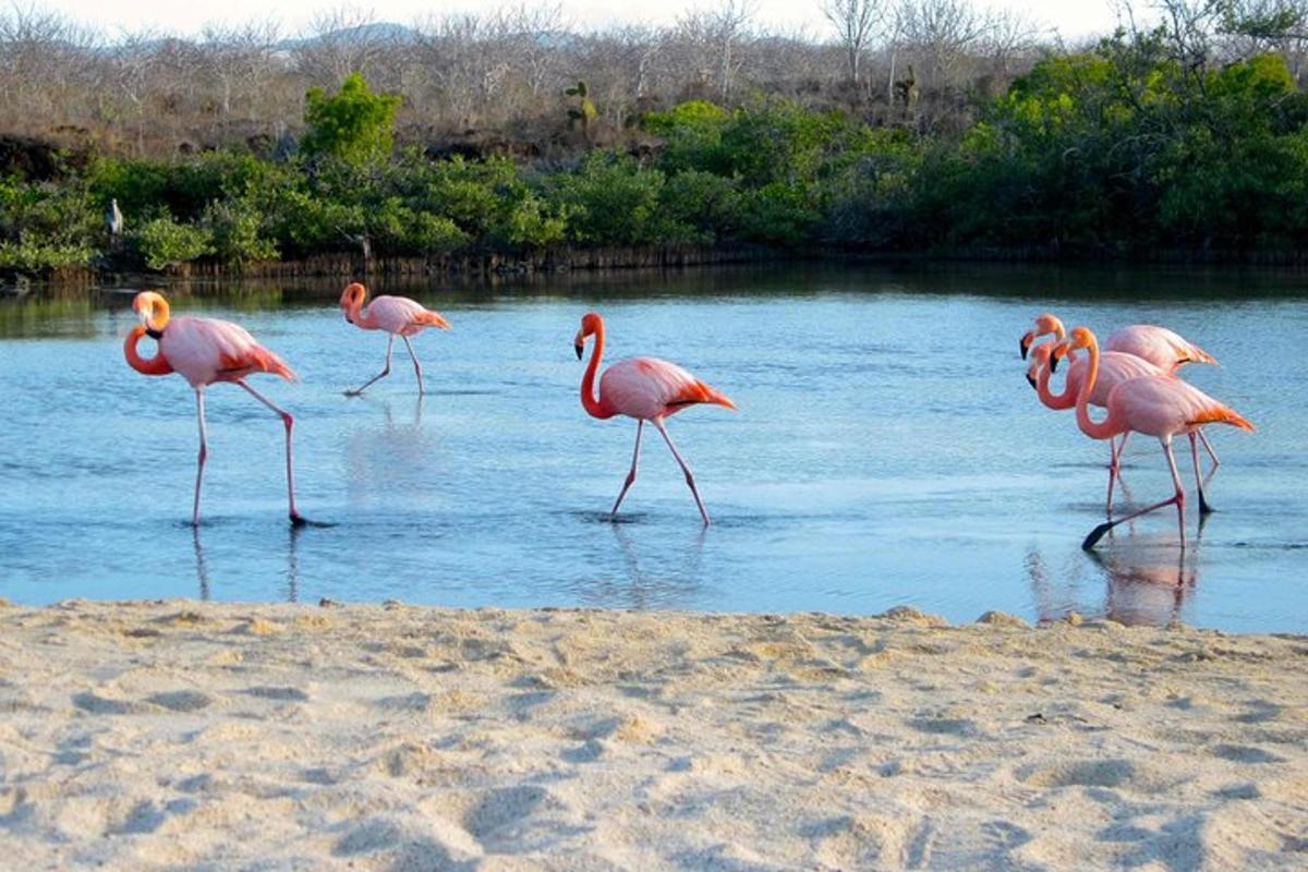 Lankytinos vietos ar pramogos nuotrauka numeris 4